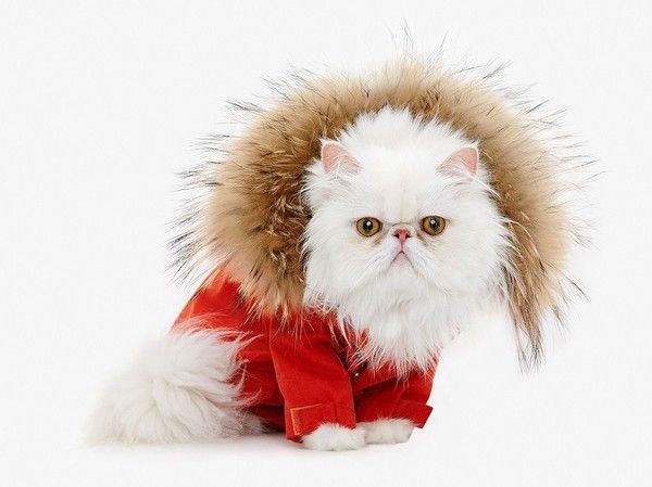 bateinche.....que chat