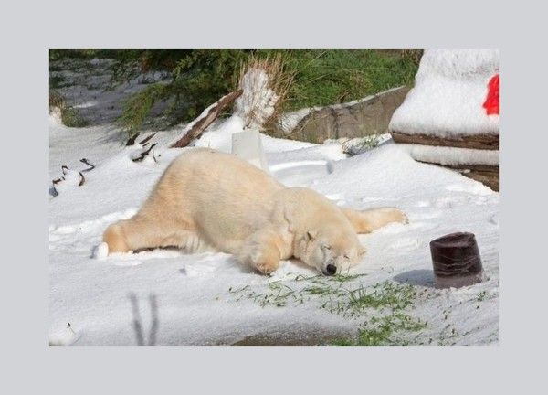 Un heureux...de la neige....hi..hi..