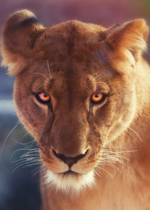 De beau yeux