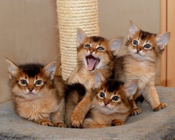 Funny cats