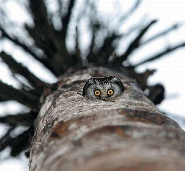 Coucou...du hibou