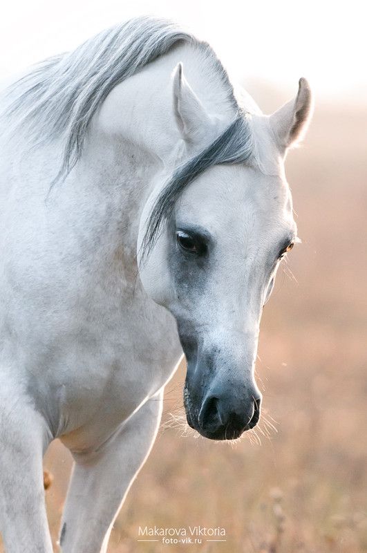 Cheval blanc...