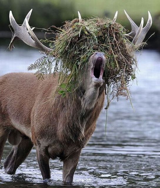 Réponse de la chasseresse