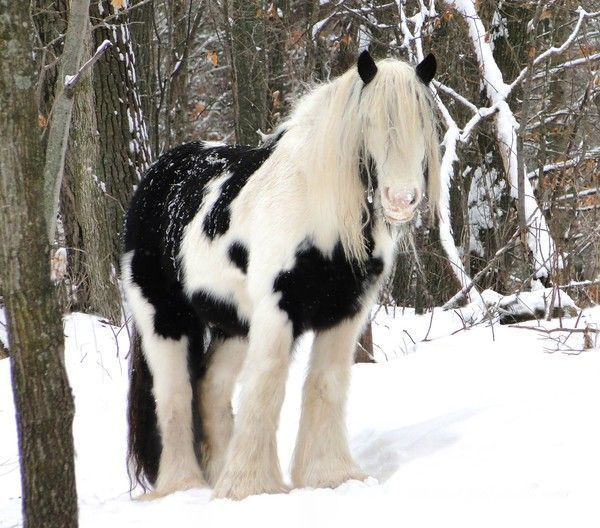 un trotteux