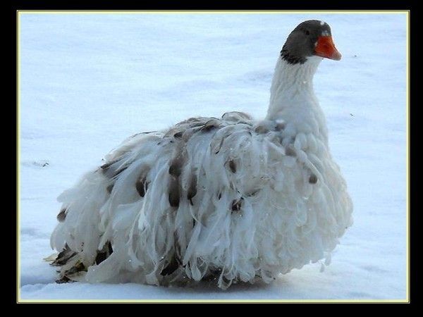 Canard d'hiver