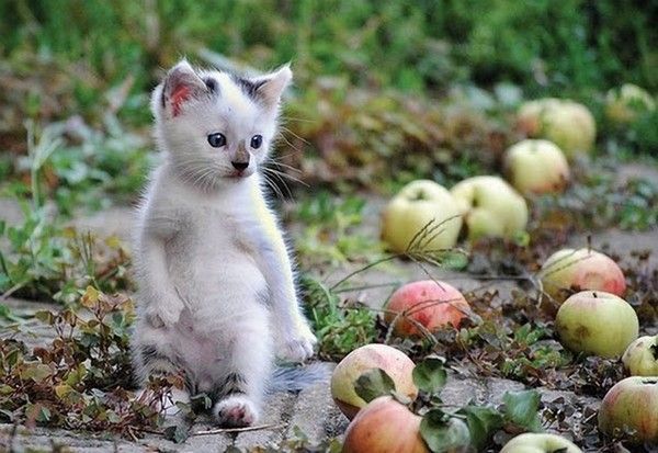 C'est la saison...des....pommes....