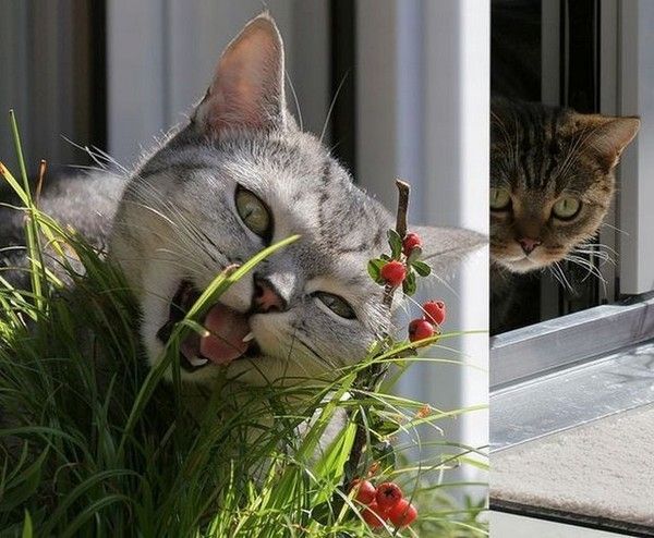 cé..plein de drôle herbe
