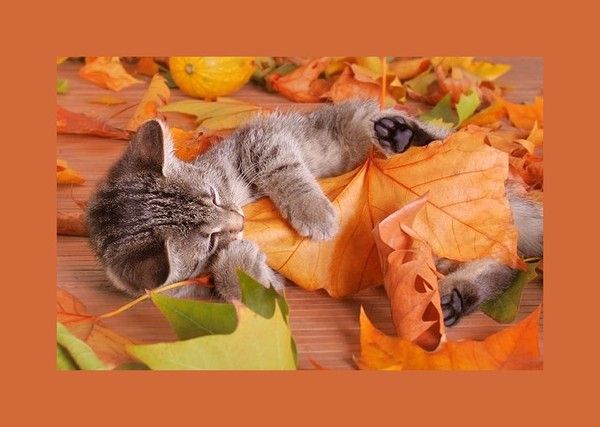 Chat automne