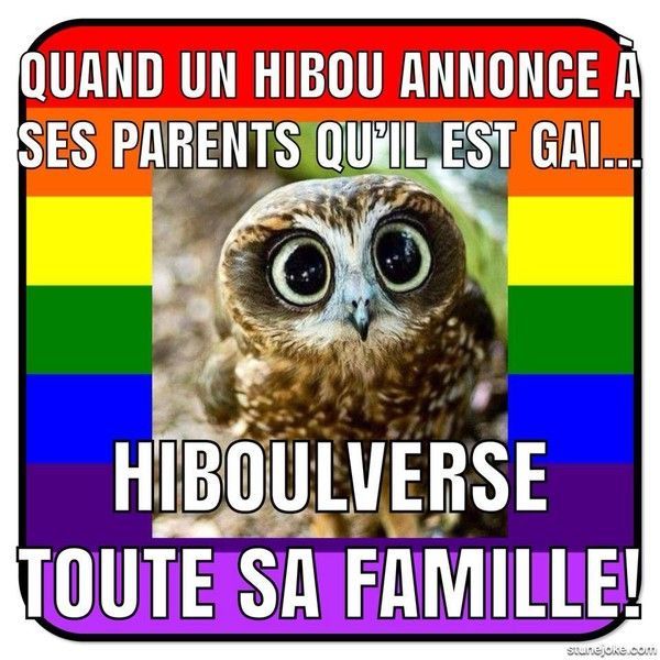 hibou