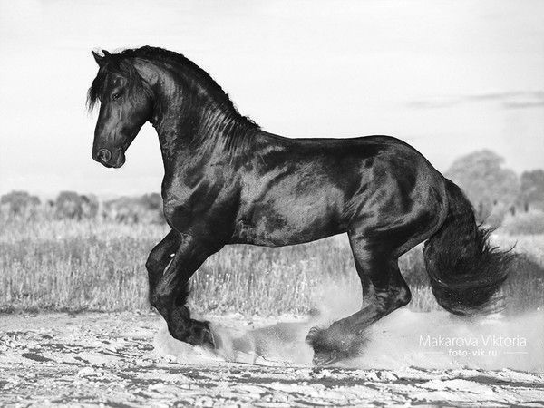 Cheval....noir..