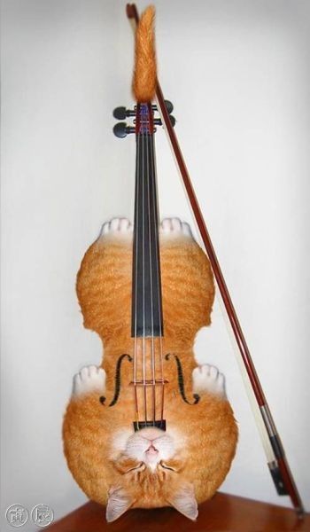 un violon chat...