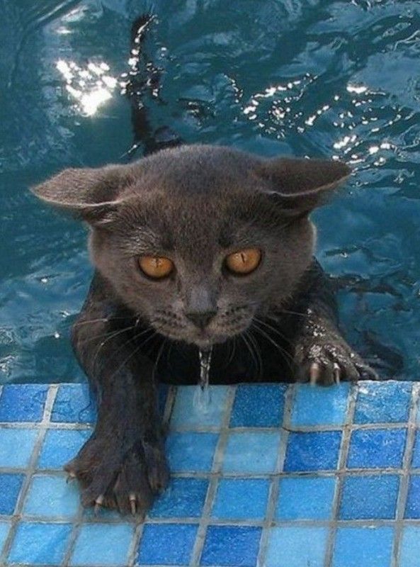 Moi..aime pas....