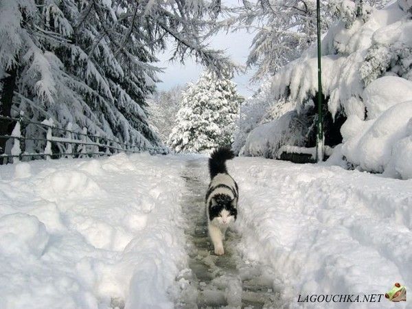 Bel image dans la neige