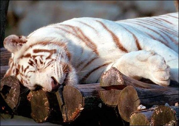 Tigre albinos