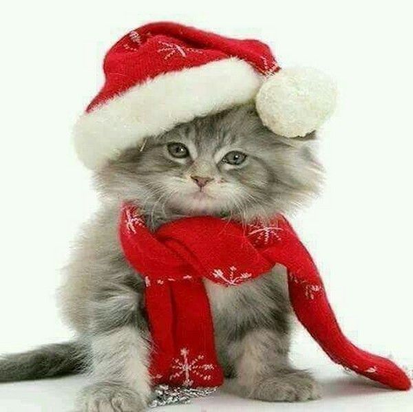 chat de noël