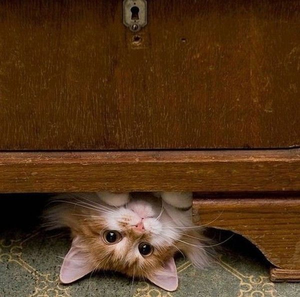 coucou
