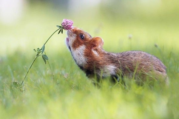 une jolie fleur