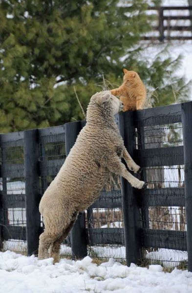 Chat et mouton