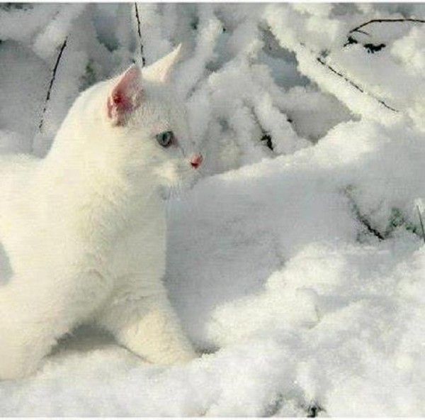 Ti-lou...dans neige
