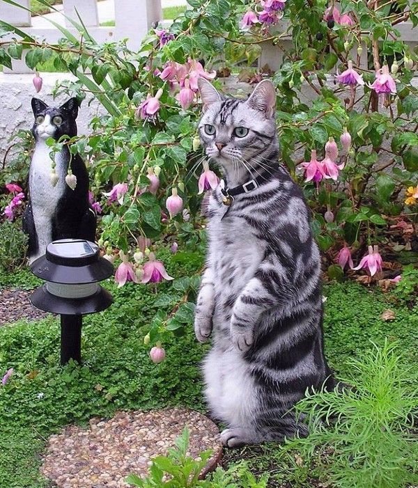 chat jardin