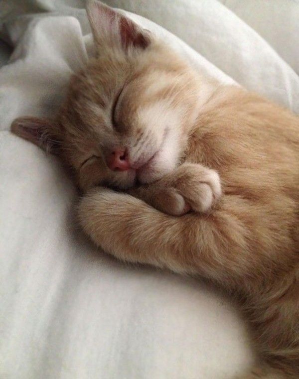 chat cé....avoir