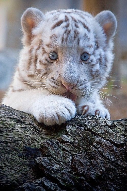 Bébé...tigre...albinos...