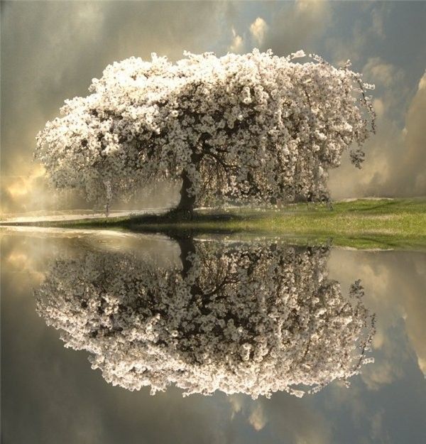 bel arbre de printemps
