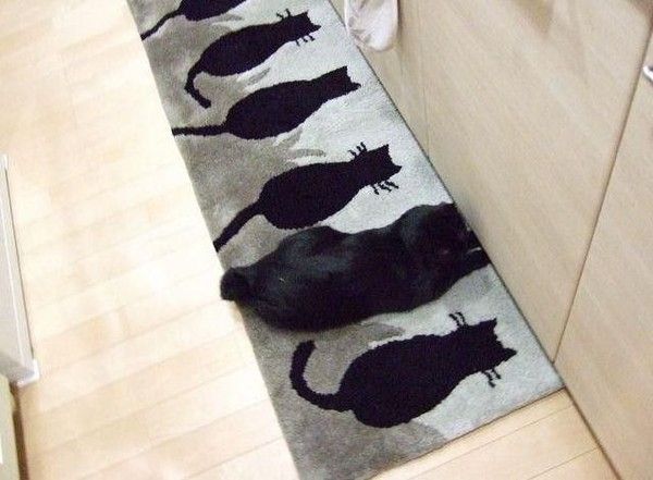 Funny cats la suite