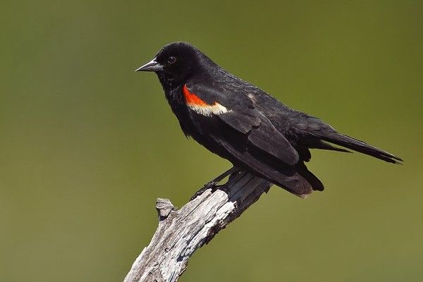 bel oiseau noir