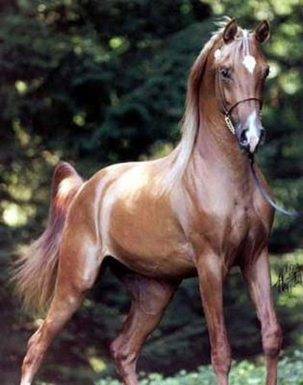 Beau blond...