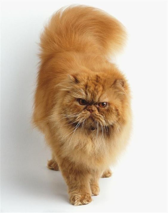 chat prend....juste