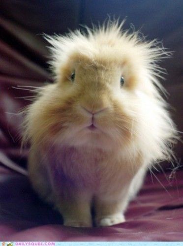 Bunny...sans oreille....