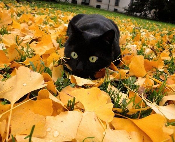 chat automne