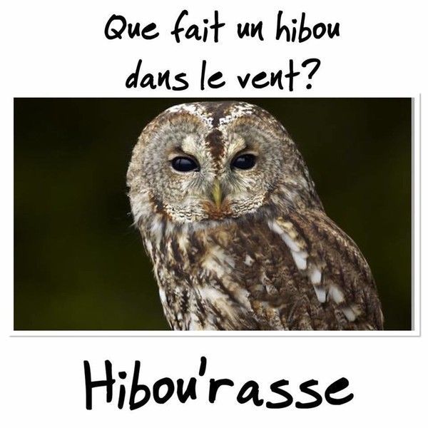 hibou