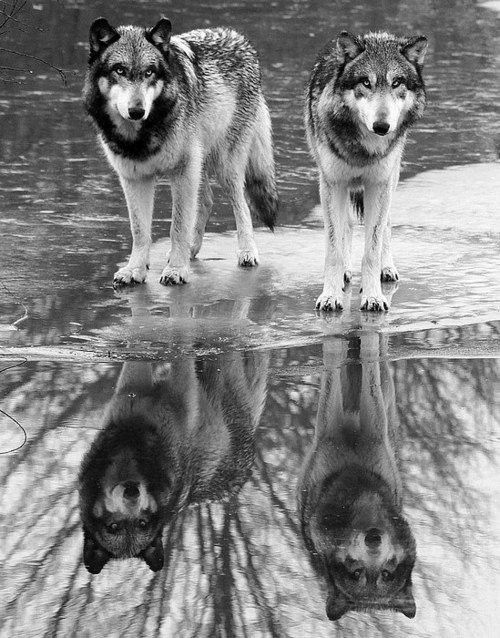 deux loup
