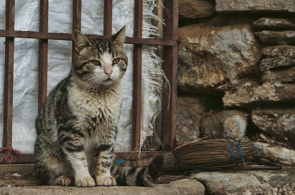 Chat de sorcière...