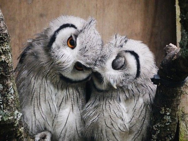 hibou