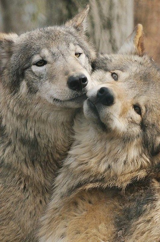 Couples loup...