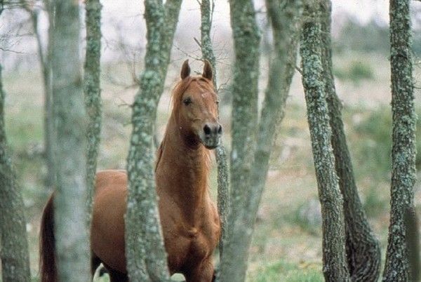 Le cheval...