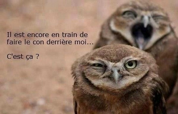 je sent la connerie