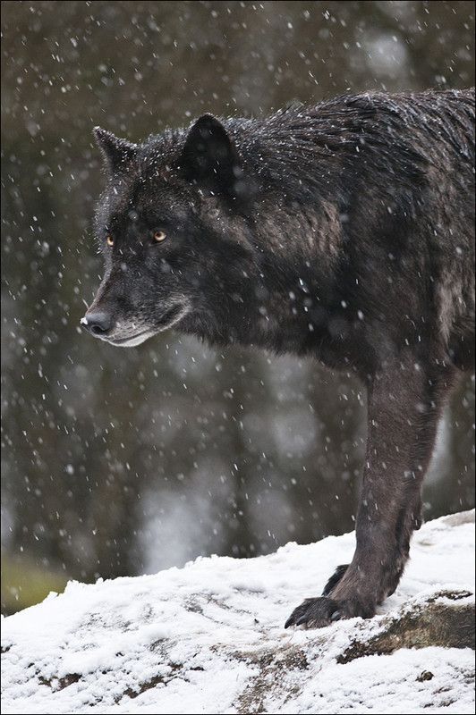 loup noir