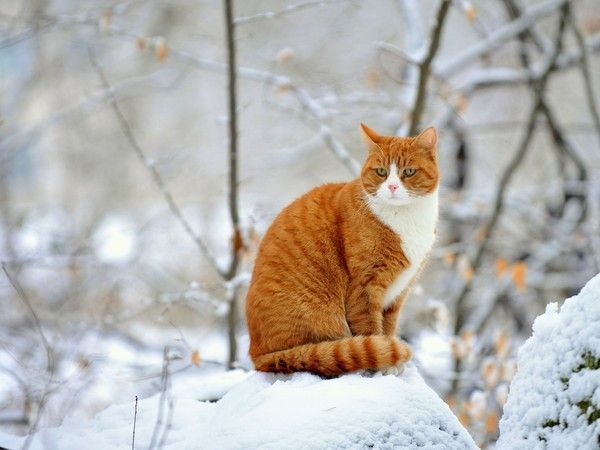 chat hiver