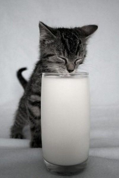 le ti lait