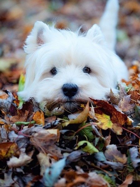 Chien automne