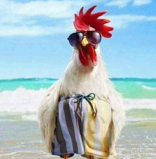 bon poulette