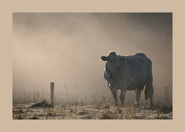 Vache que tu est...belle...