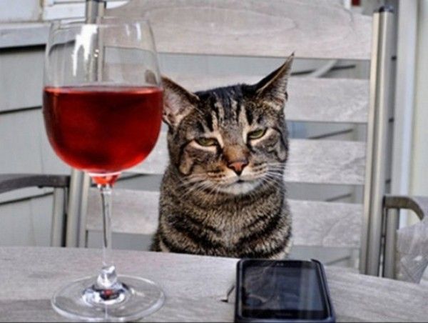 chat cé..hi..hi..