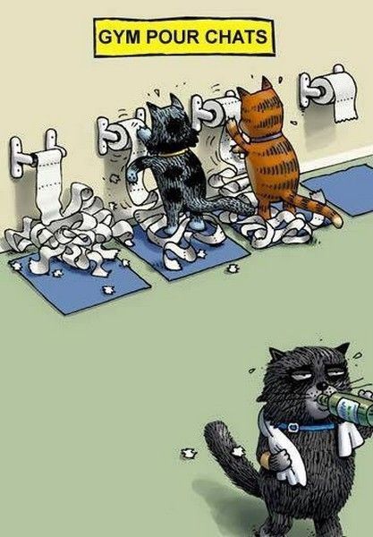 gym pour chat