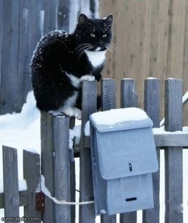 Un chat qui à hâte ...