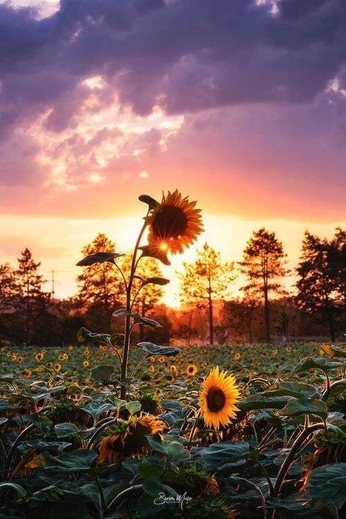 les tournesols